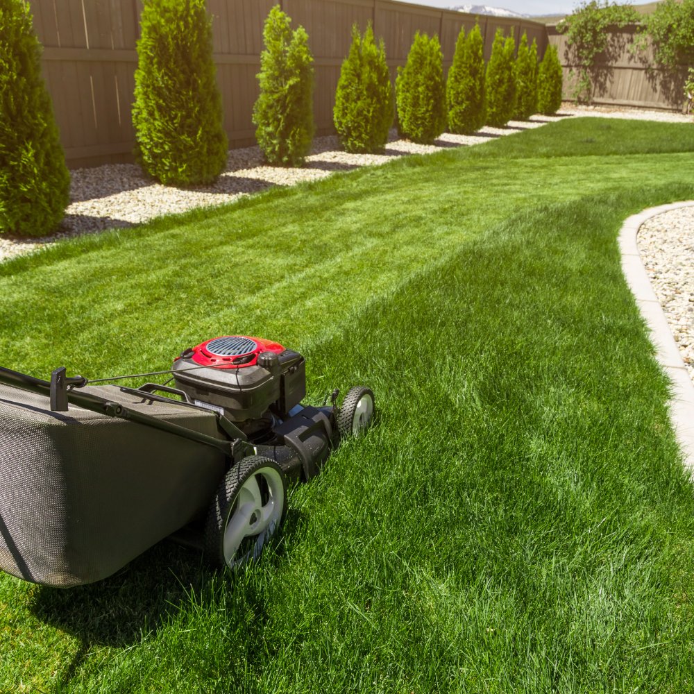 cutting grass in backyard